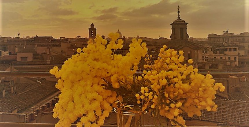 mimose